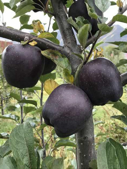 你知道现实生活中,白雪公主的红苹果吗?带你看看长什么样