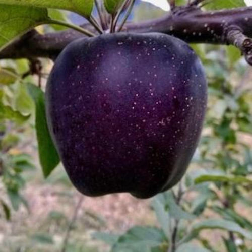 你知道现实生活中,白雪公主的红苹果吗?带你看看长什么样