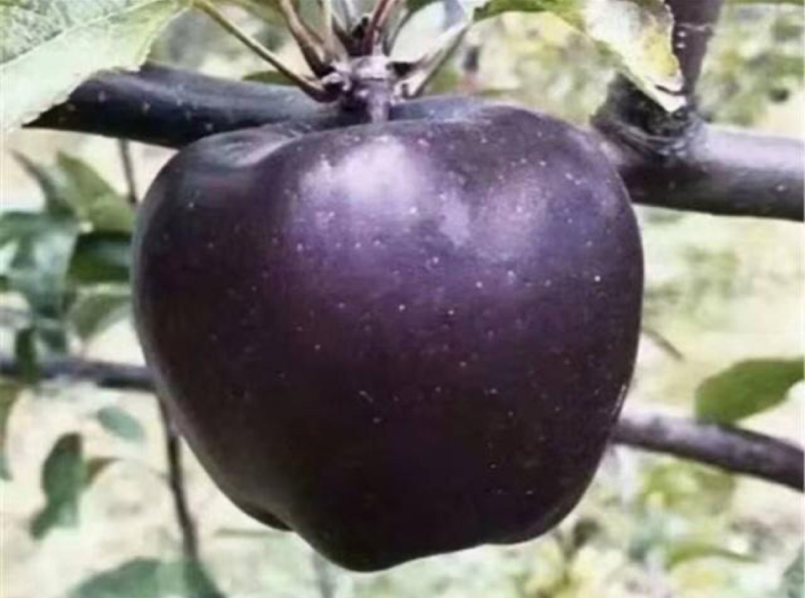 你知道现实生活中,白雪公主的红苹果吗?带你看看长什么样