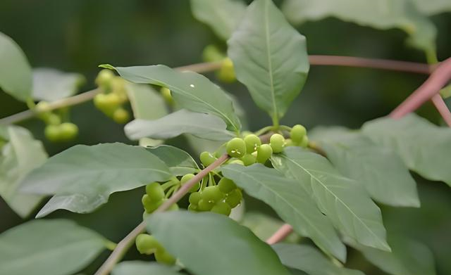 一叶萩一年盛开几次?它的花期究竟有多长?