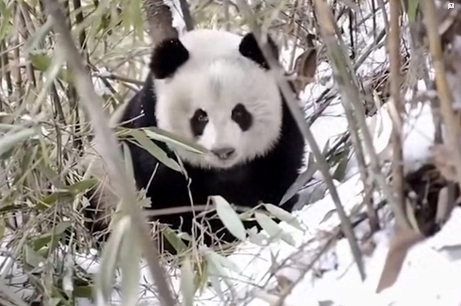 大熊猫虎子,生于1989年秦岭,经历挑战与成长,成为森林之王,展现野性与