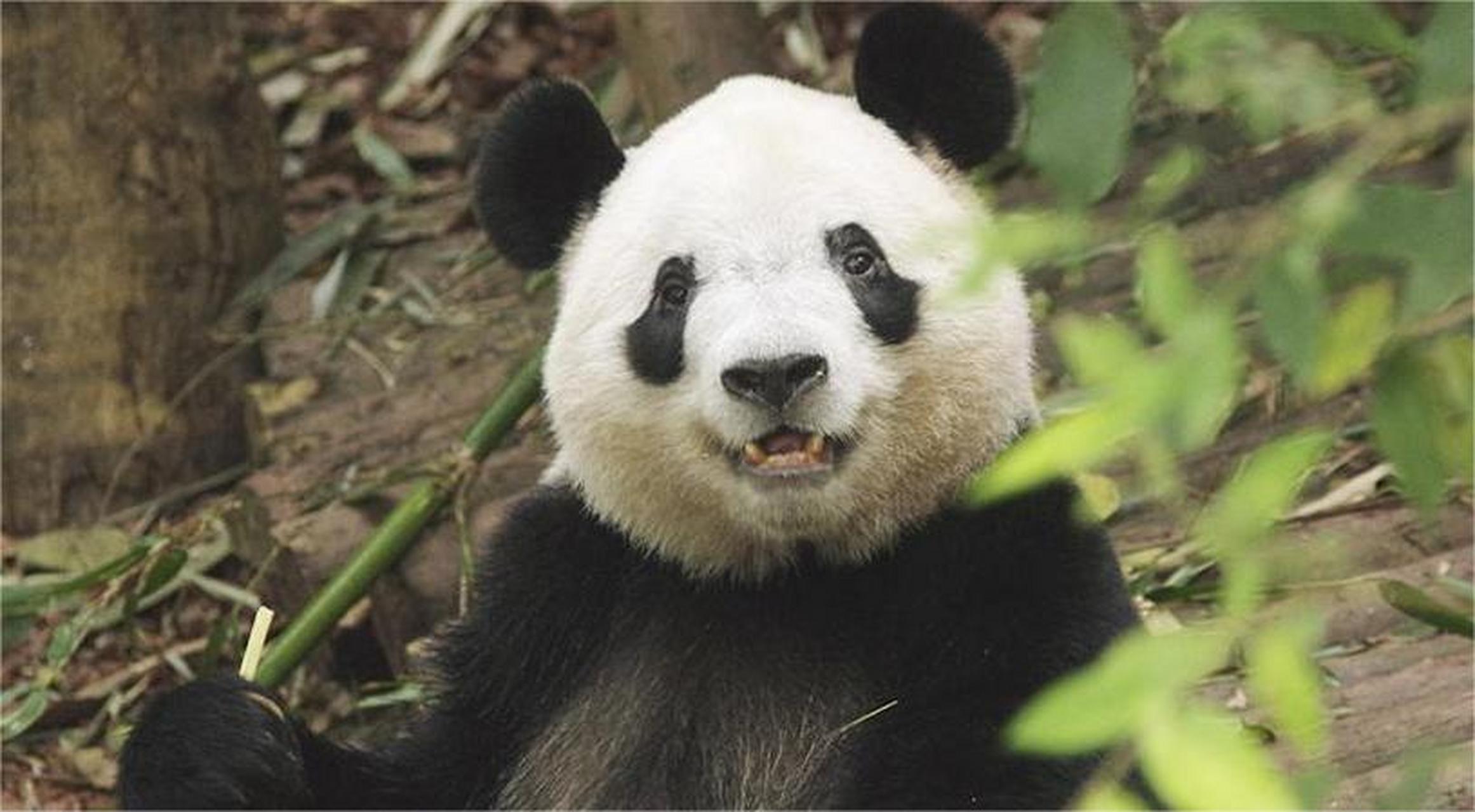 大熊猫奇福在成都繁育基地编织了生存,爱与奇迹的画卷.