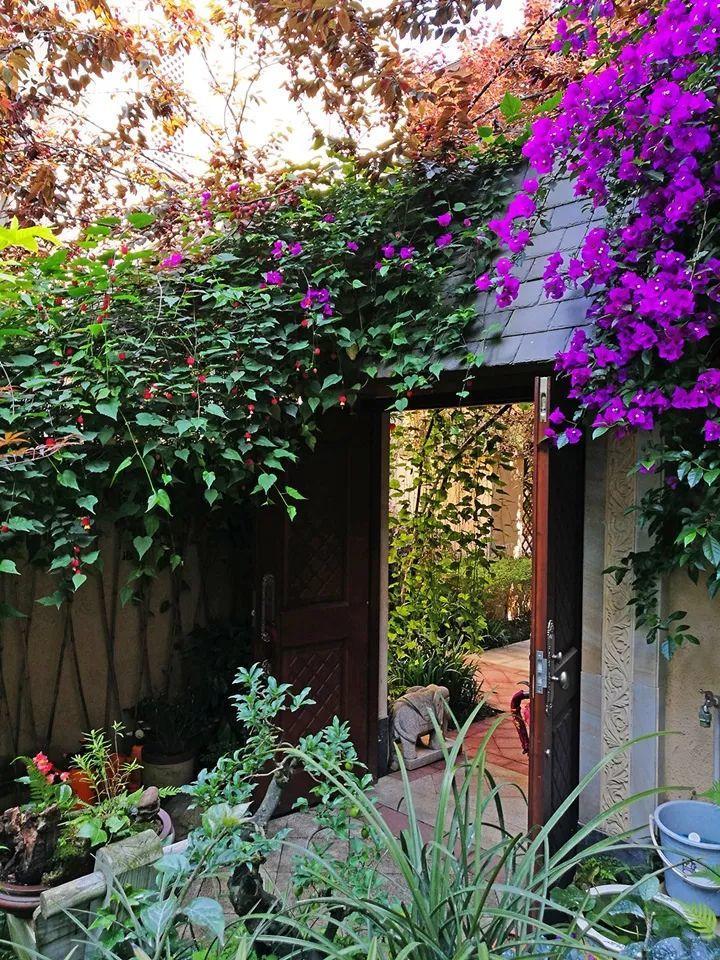 海南有一处小院,里面种满了这种花,花期长颜色还好看