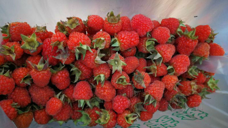 这八种野果,我猜你一定也吃过,村里随手采摘,吃起来"很甜"