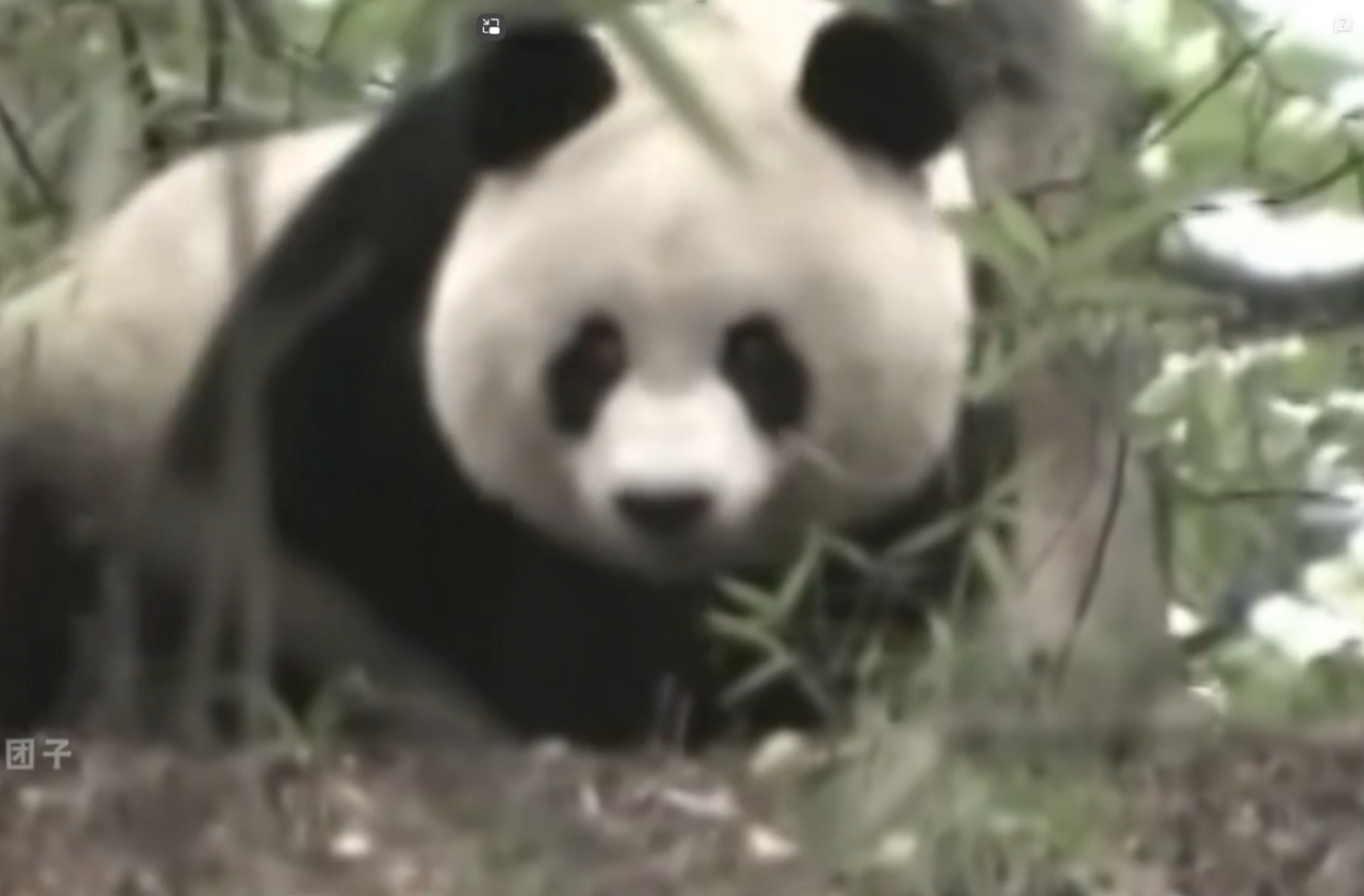 大熊猫虎子,生于1989年秦岭,经历挑战与成长,成为森林之王,展现野性与