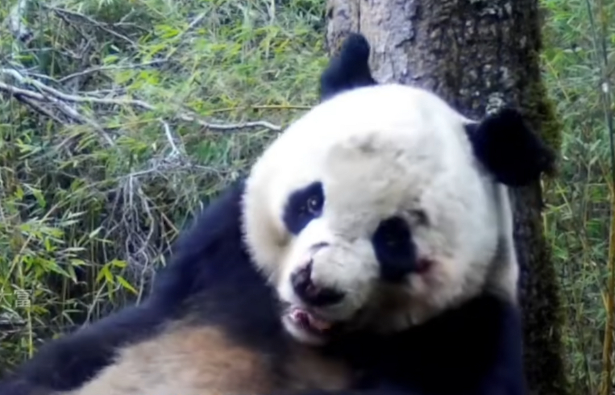 大熊猫虎子,生于1989年秦岭,经历挑战与成长,成为森林之王,展现野性与