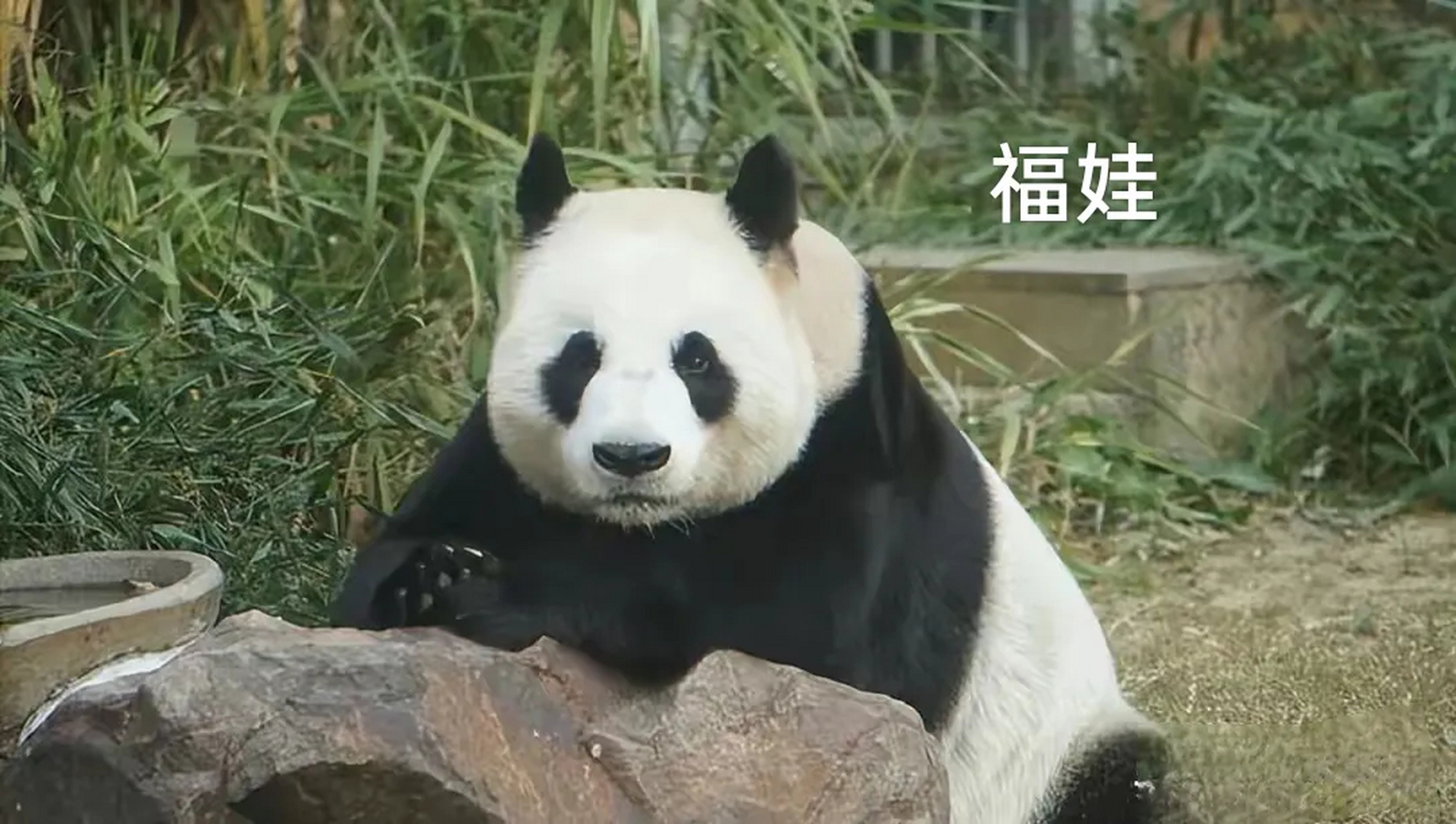 大熊猫福娃与园欣兄弟,传奇家族的骄傲!母亲龙欣喜创繁育新纪录.