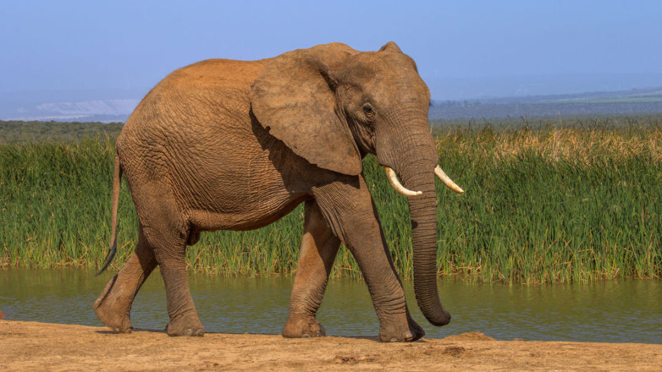 大象:生命的巨匠,自然的传奇
