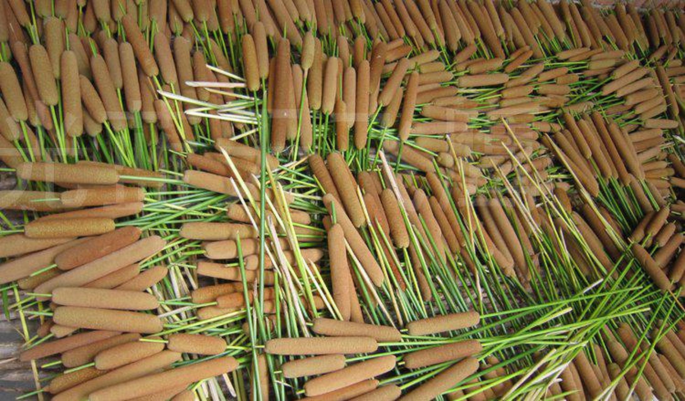 香蒲,又称草香肠,毛蜡烛,水蜡烛,适应性强,生命力旺盛,分布于全国各地