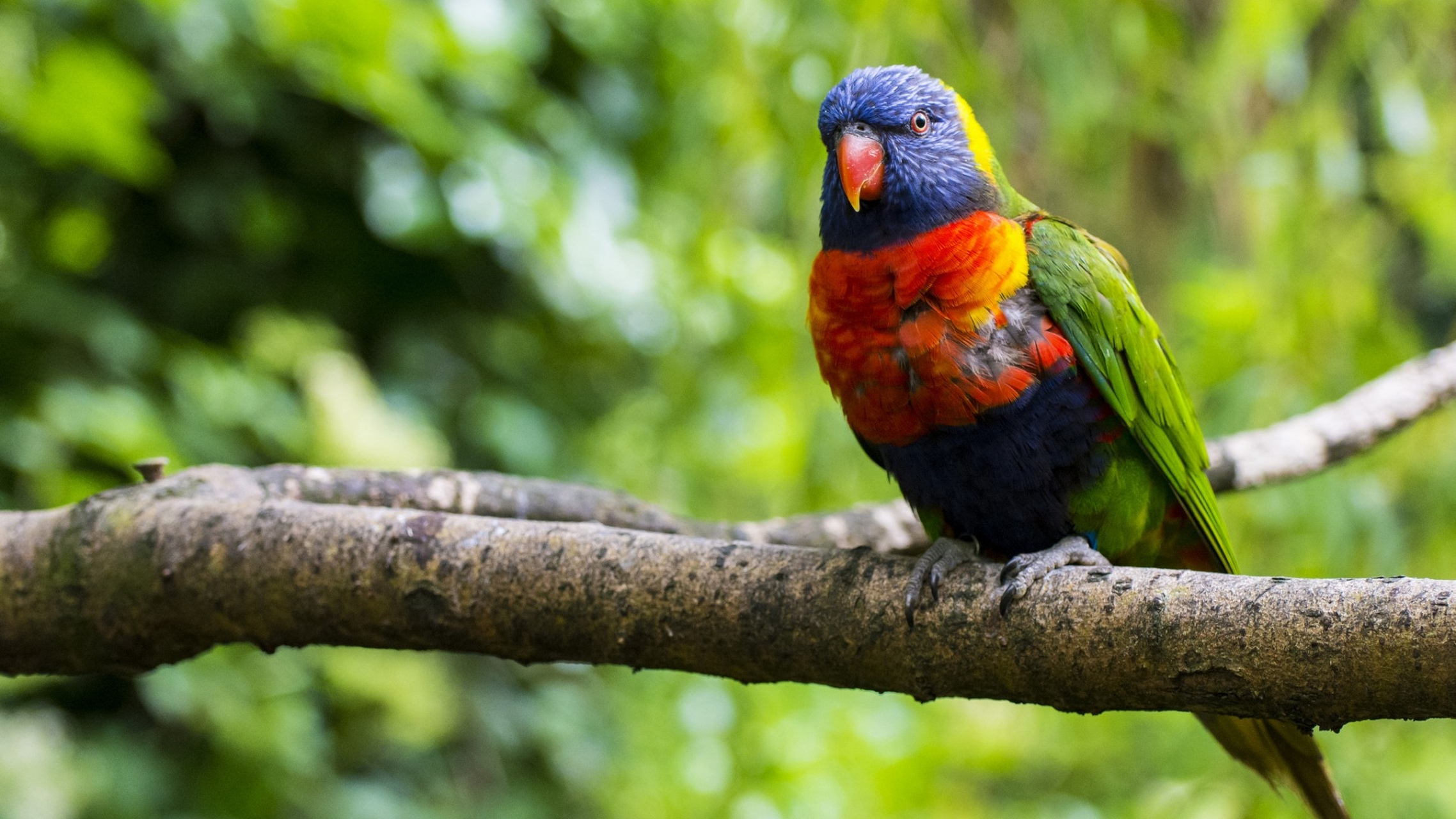 鹦鹉,身披斑斓羽衣的灵性之鸟!不仅外貌迷人夺目.