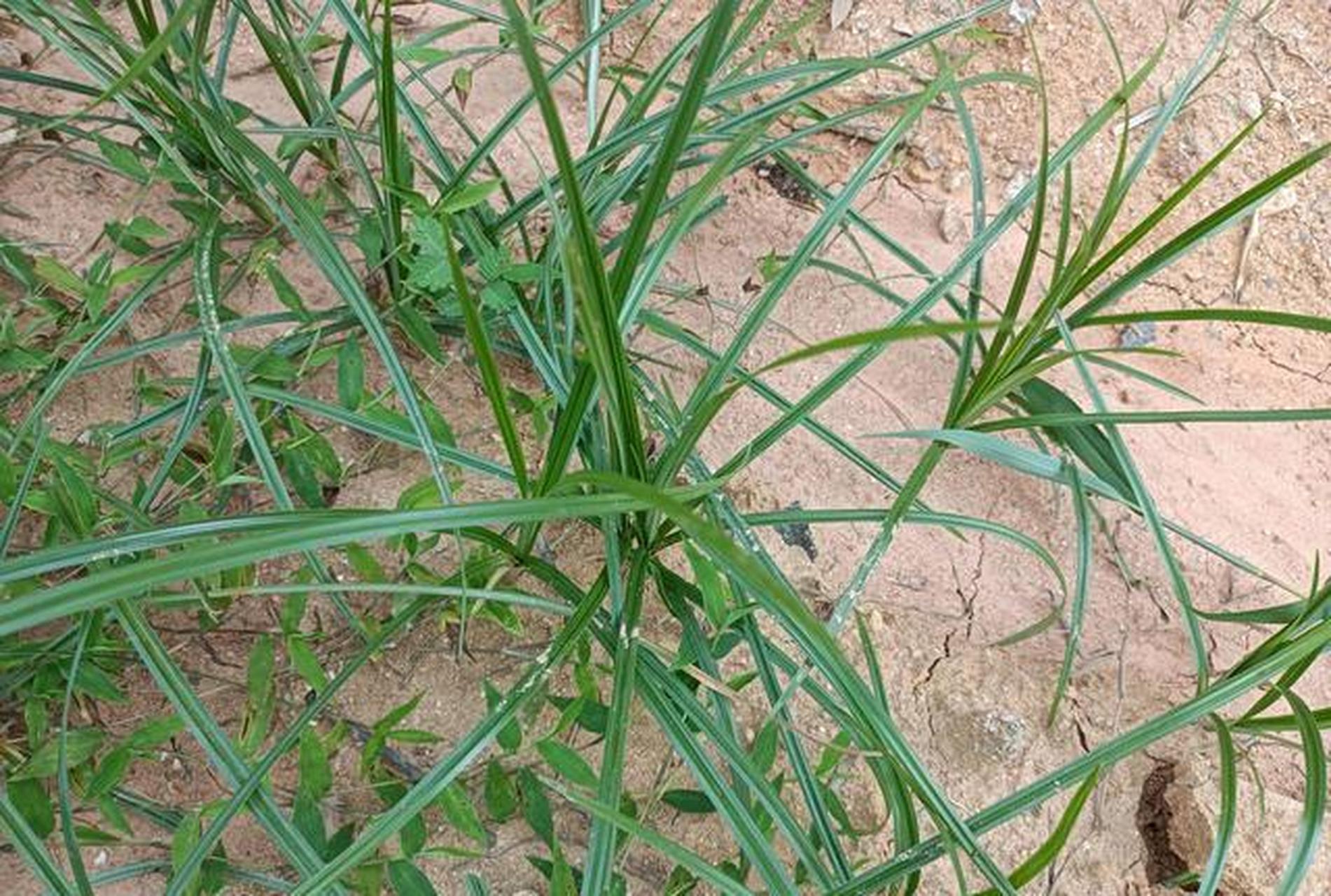 导语:田边这种杂草,民间俗称"妇科圣草",懂它的女人都在找,真的很珍贵