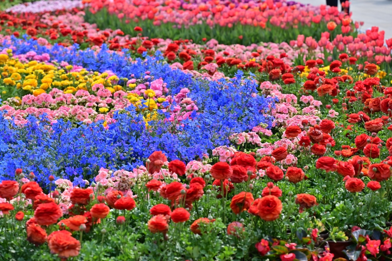 北陵公园花正开