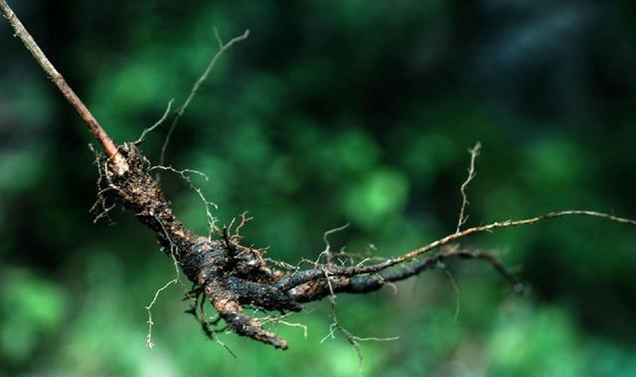 导语:山上一种植物,花开像铃铛,根像人参,炖鸡肉很滋补,遇见记得带