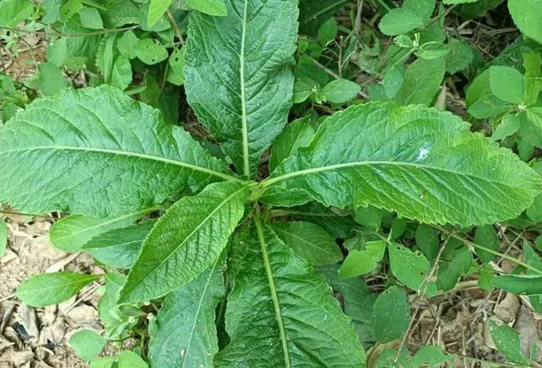 地胆草,又称"祛湿王",是一种多年生植物,常见于广西,广东等地.