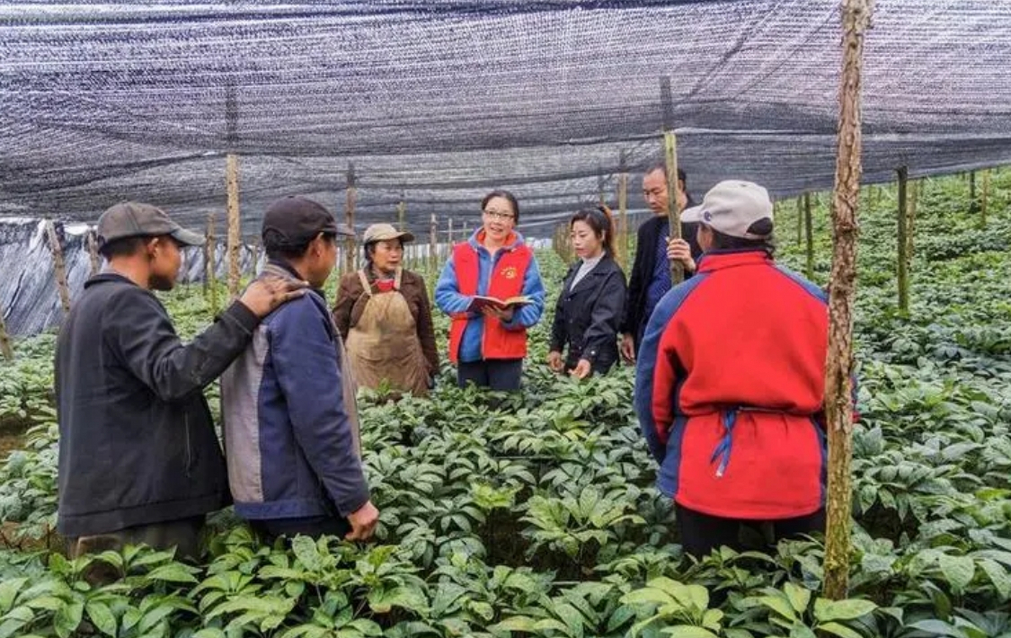 云南文山是三七的优质产地,雀于堂品牌利用此优势推出高品质三七粉