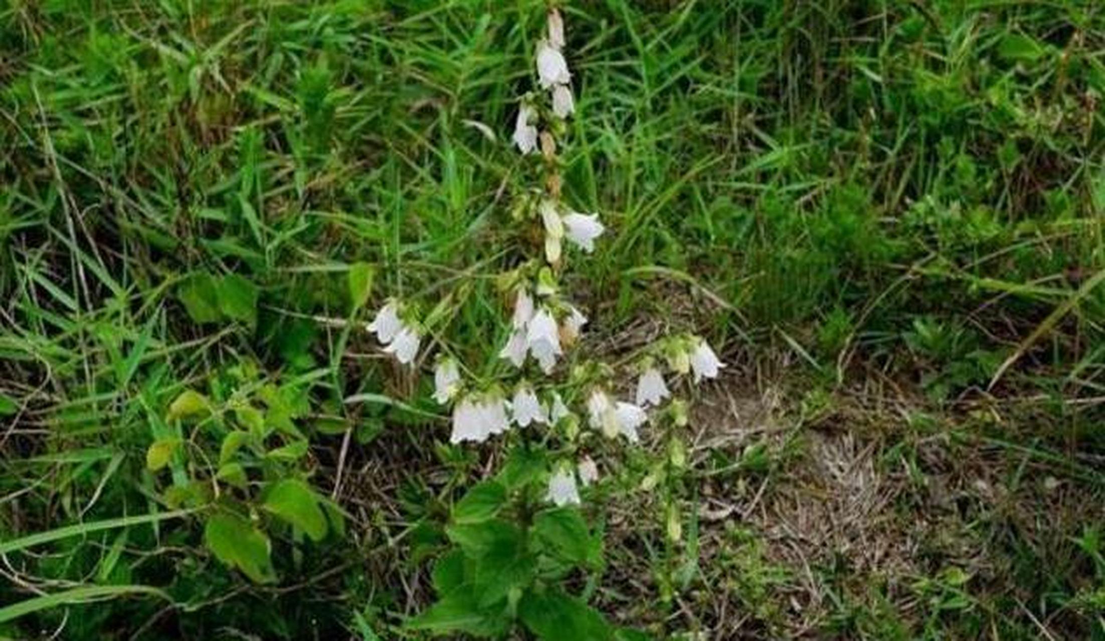导语:山上一种植物,花开像铃铛,根像人参,炖鸡肉很滋补,遇见记得带