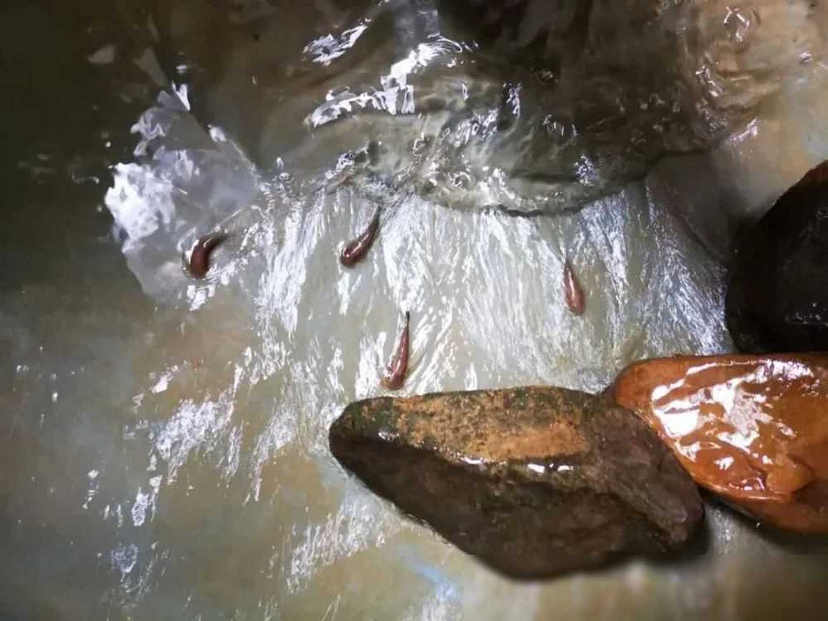 石爬子鱼养殖基地图片