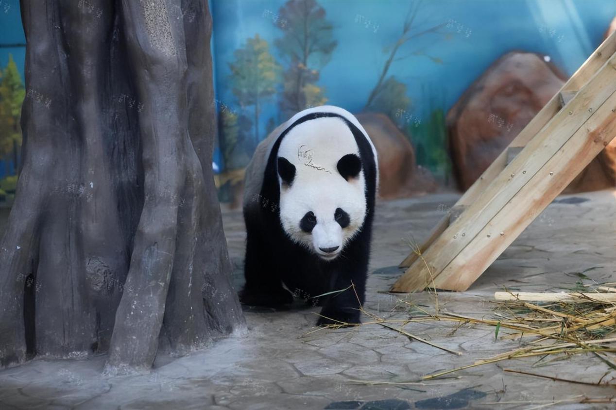 南宁动物园:大熊猫绩美和绩兰的搞笑日常