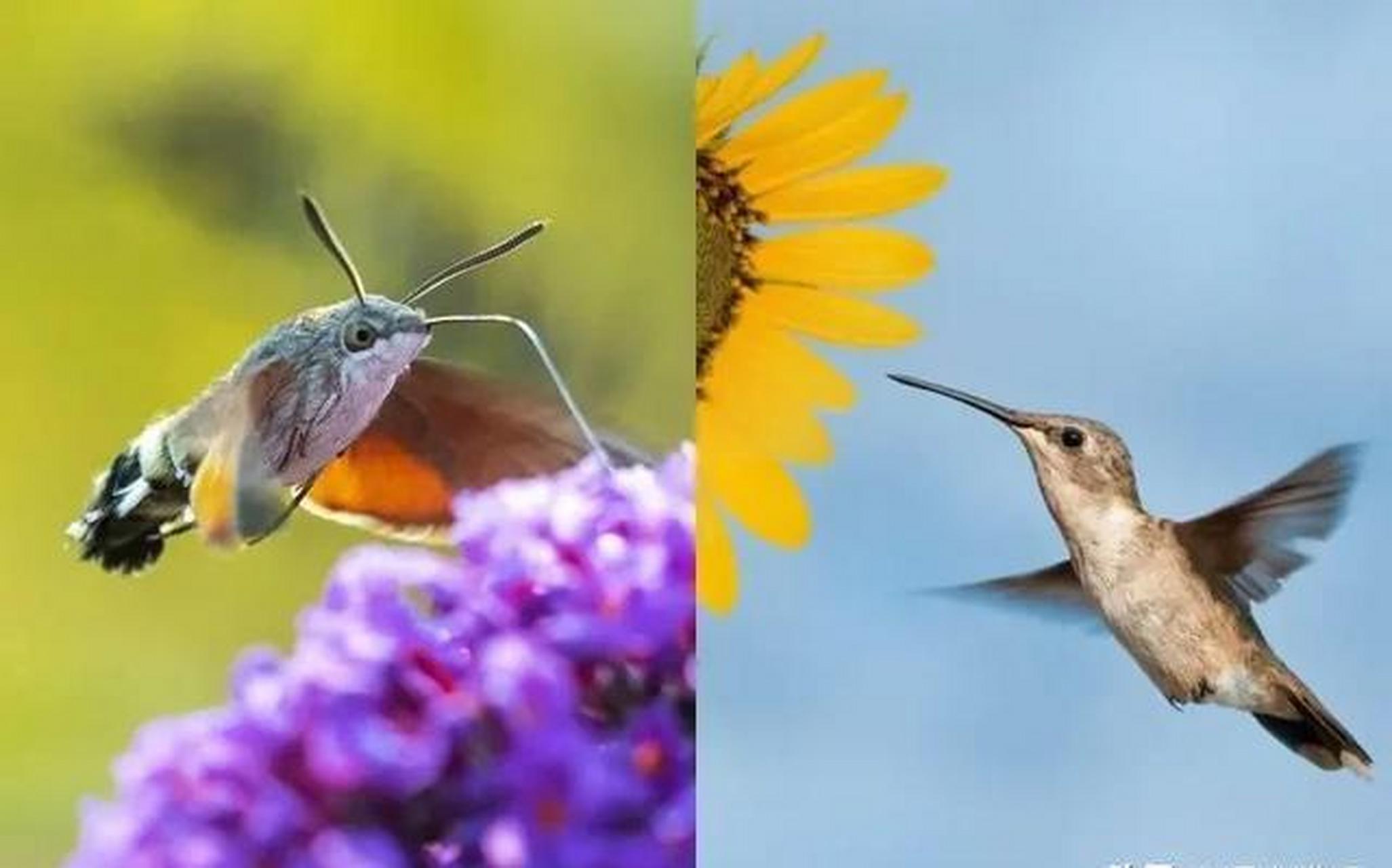 琥珀减肥成功,生活焕发新希望.巨型红杉森林展现自然伟大.