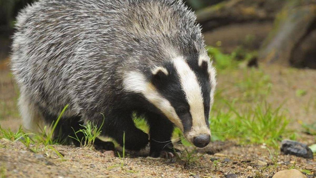 "獾油"曾被拿来治冻疮,烫伤,为何很少见了?是用什么做成的?