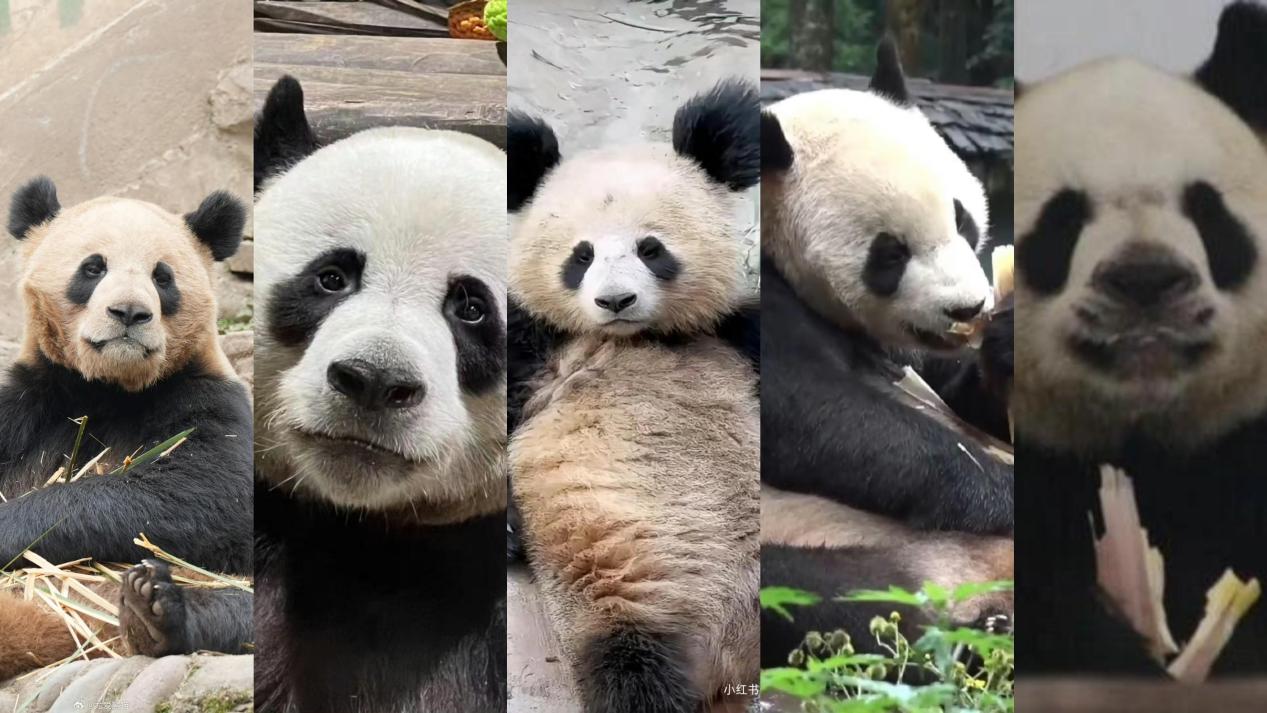 国宝大熊猫:长相"特别"的几位小伙伴