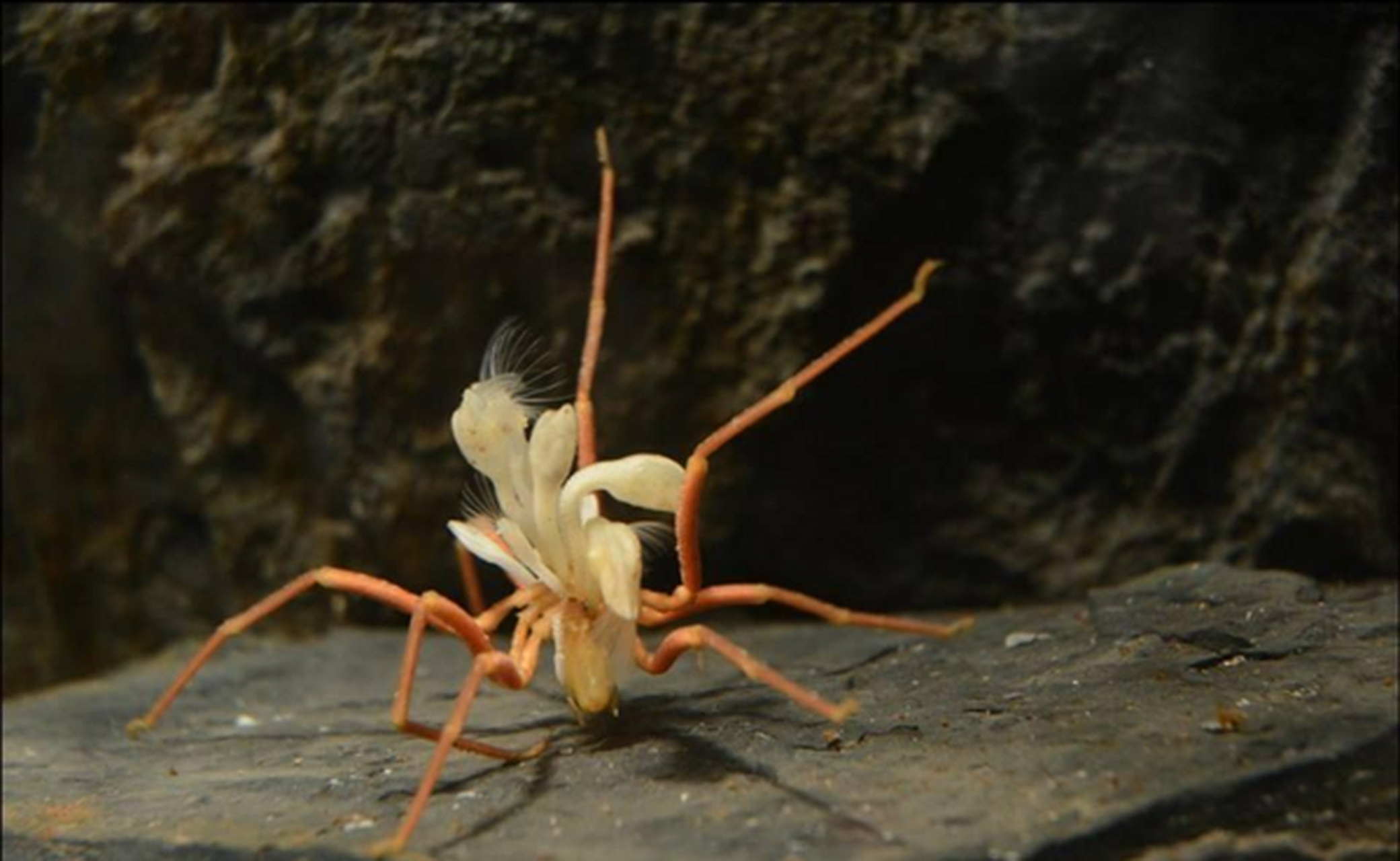 海蜘蛛是生活在海洋中的底栖动物,其生存策略为反向进化,简单低调,不