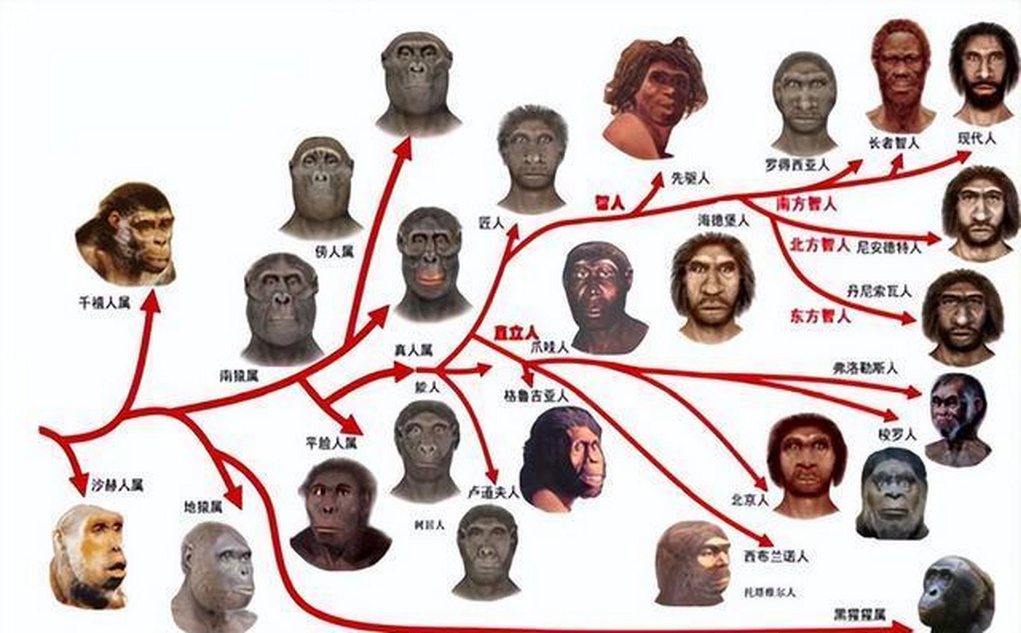 人类祖先的资料图片