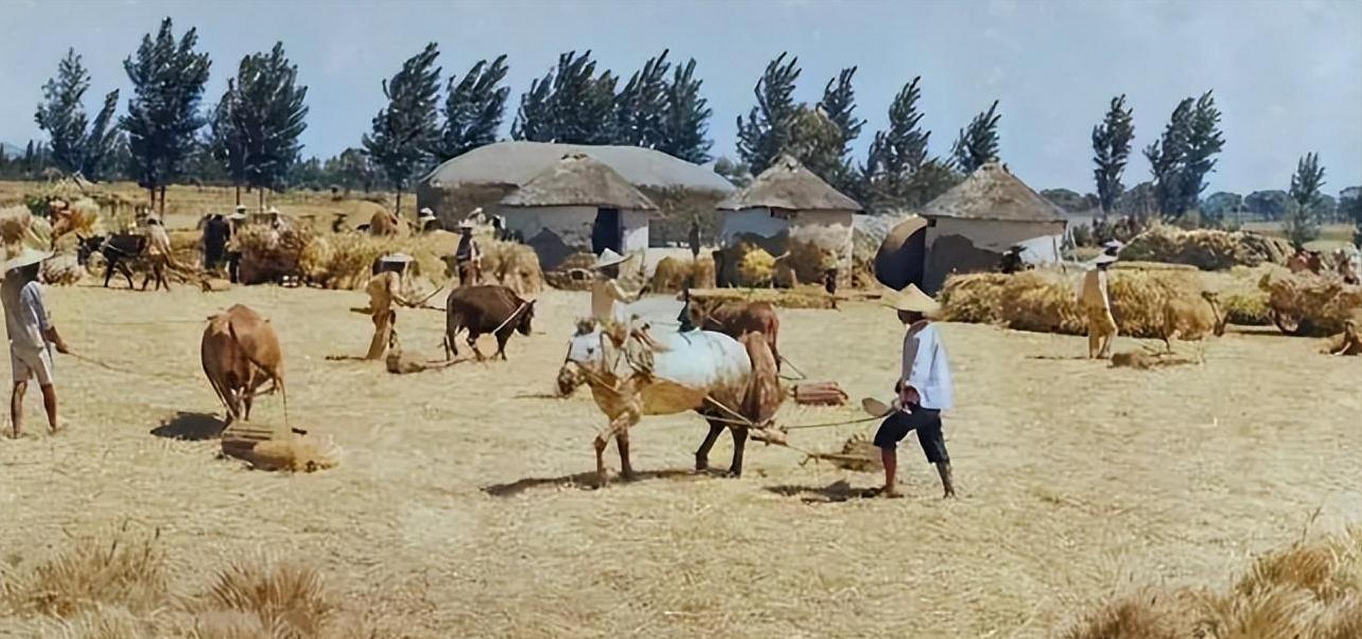 老照片展现了农民辛勤劳动,自力更生,为国家发展做贡献的情景.