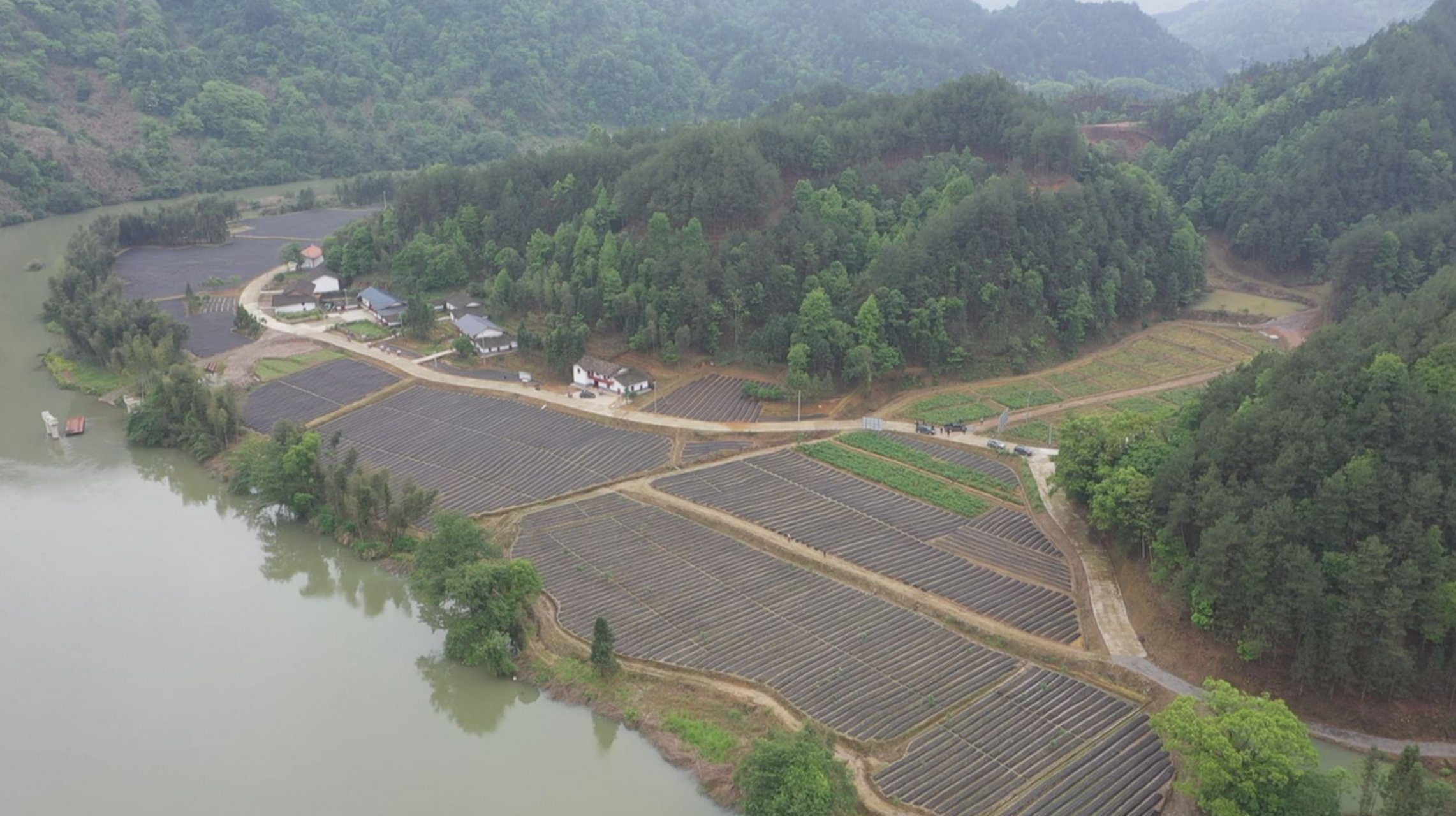 江西铜鼓黄精基地图片