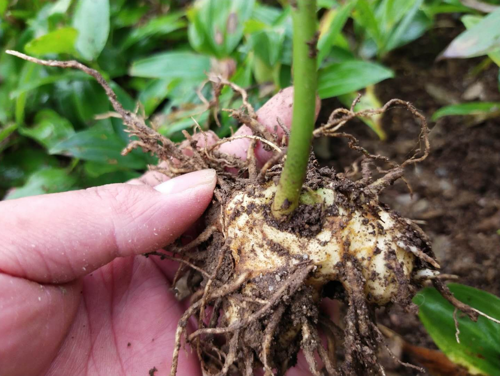 种植黄精收益高,风险小,铜鼓县通过一系列措施鼓励黄精产业发展,黄精