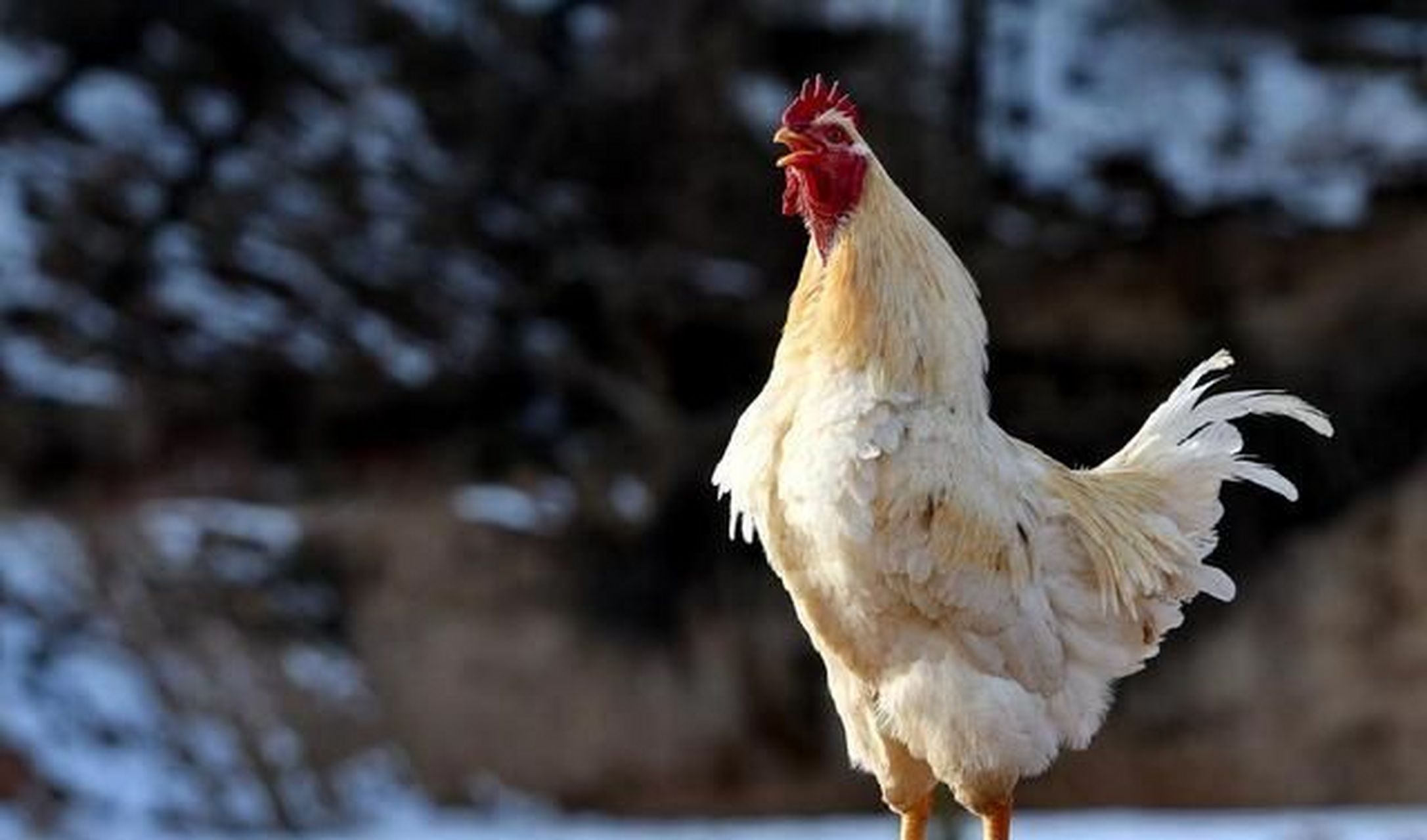 五月鸡生肖运势如何(鸡5月运气怎么样)
