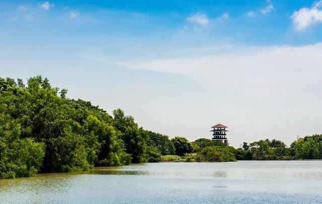 广州最大的湿地公园,与海景融为一体,美得宛如绿野仙境