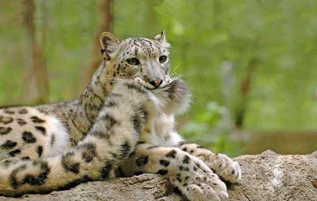 喀尔里克峰的"雪山之王"