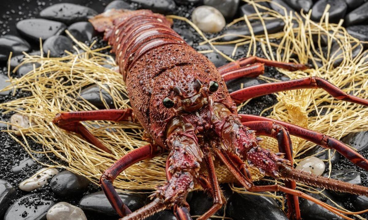 都是大龙虾波士顿龙虾与澳洲龙虾有什么区别呢,为啥贵那么多