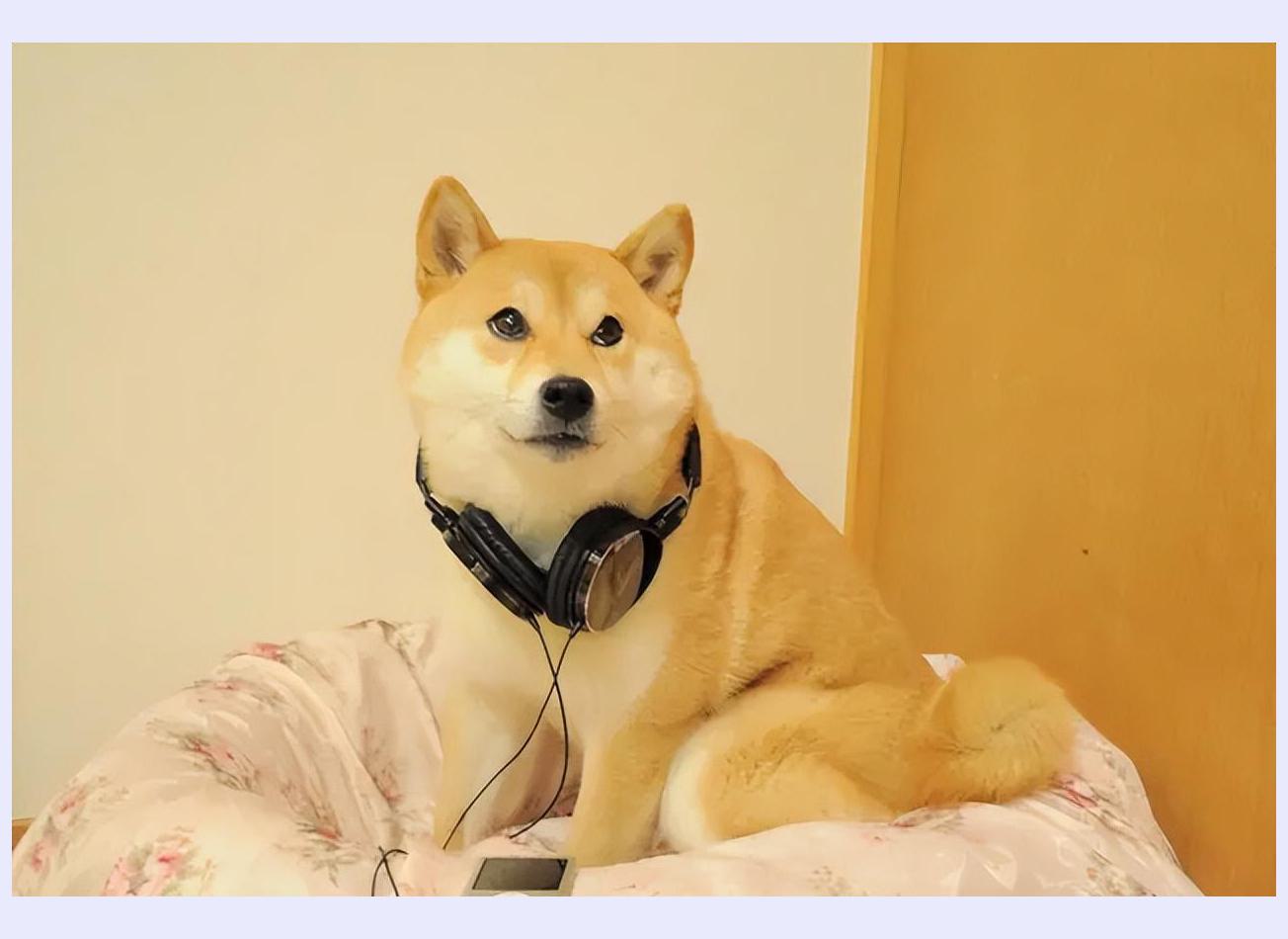 网红狗狗doge辞世!表情包风靡十载,一代人记忆里程碑