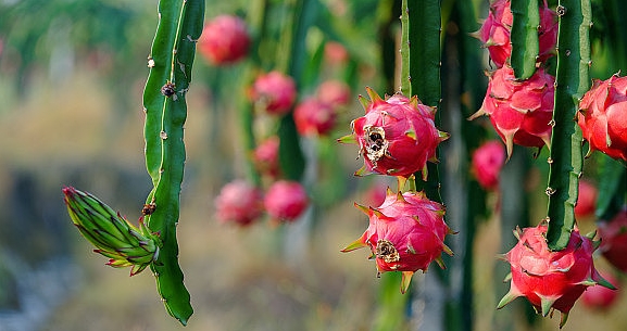 通便的水果第一名,水果界的"通便神器",你知道是哪一个吗