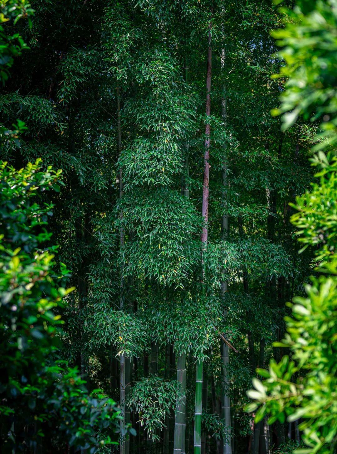 清幽竹林图片