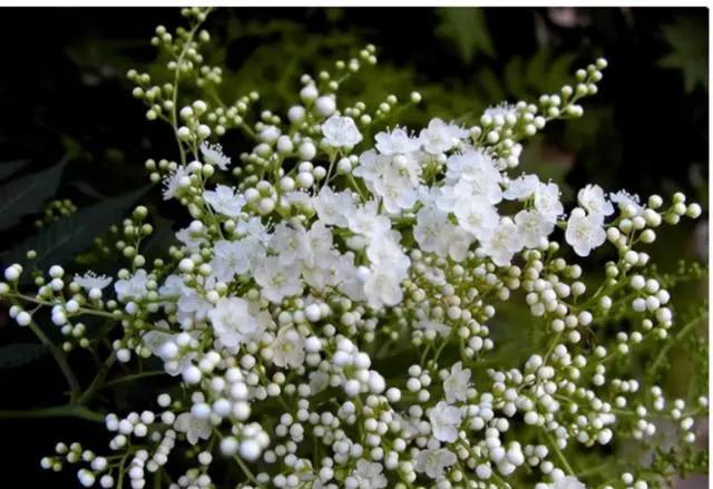 花期虽短图片