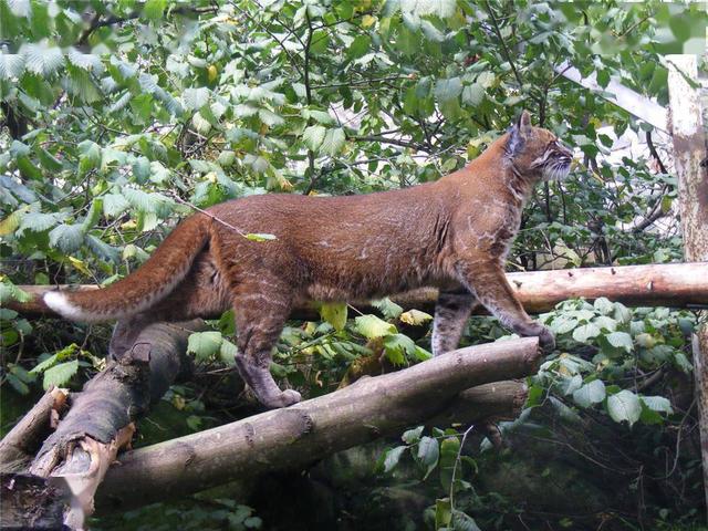 回顾:安徽黄山出现"不明生物",体型较大,似猫似豹,引众人猜想