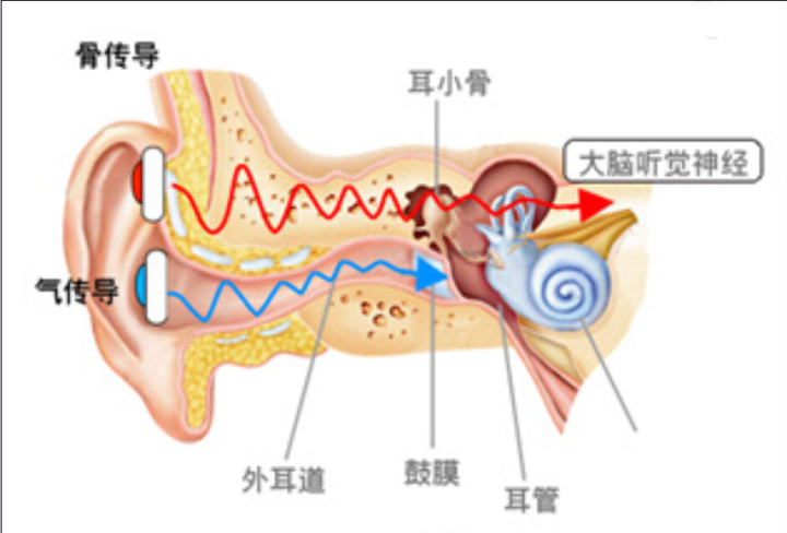 听诊器耳件方向朝图片