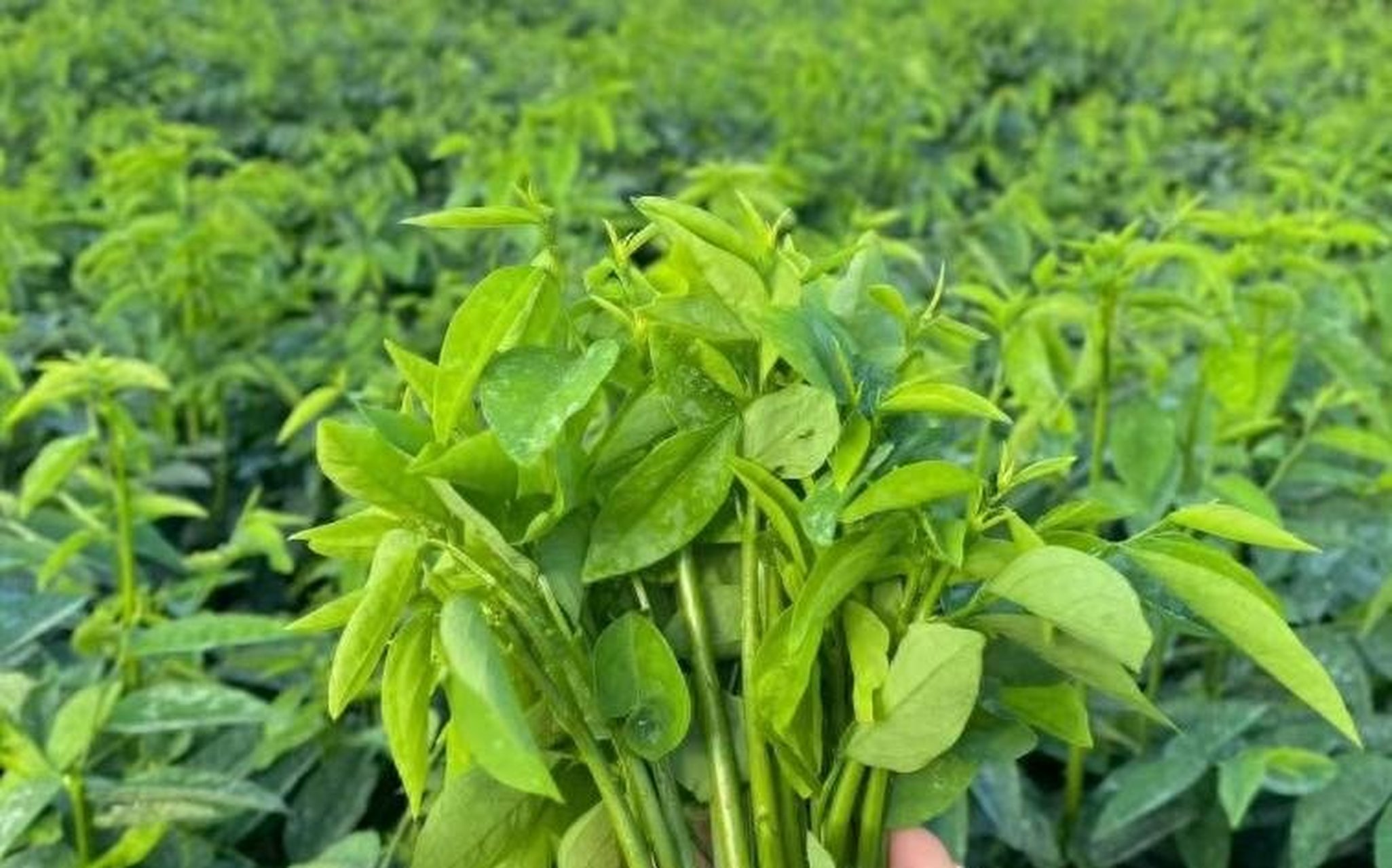 树仔菜是海南五指山地区的特色蔬菜,富含维生素和微量元素,可清热解毒