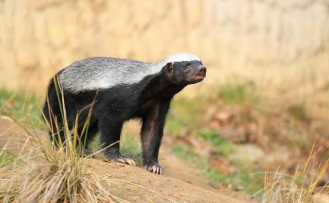 回顾;平头哥也有天敌?遇到这种动物只能"认怂"