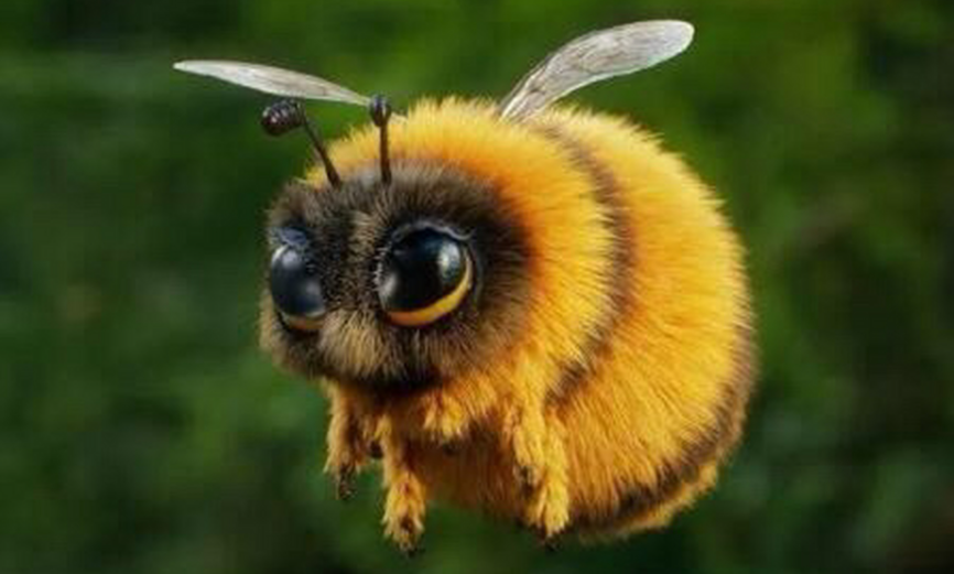 熊蜂,蜜蜂界的可爱胖宝宝!网友:一不小心就会触发诸葛连弩