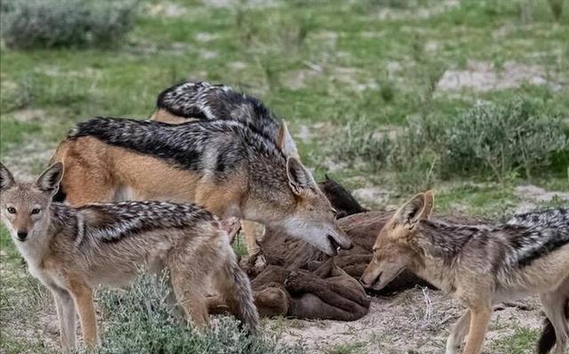 农村中传说的"扒狗子",到底是什么动物,为何如今消失不见?