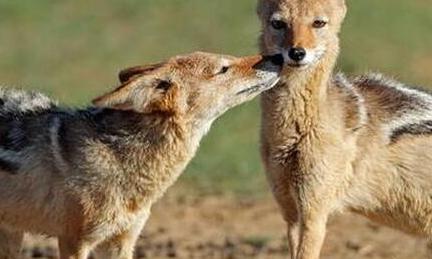 农村中传说的"扒狗子",到底是什么动物,为何如今消失不见?