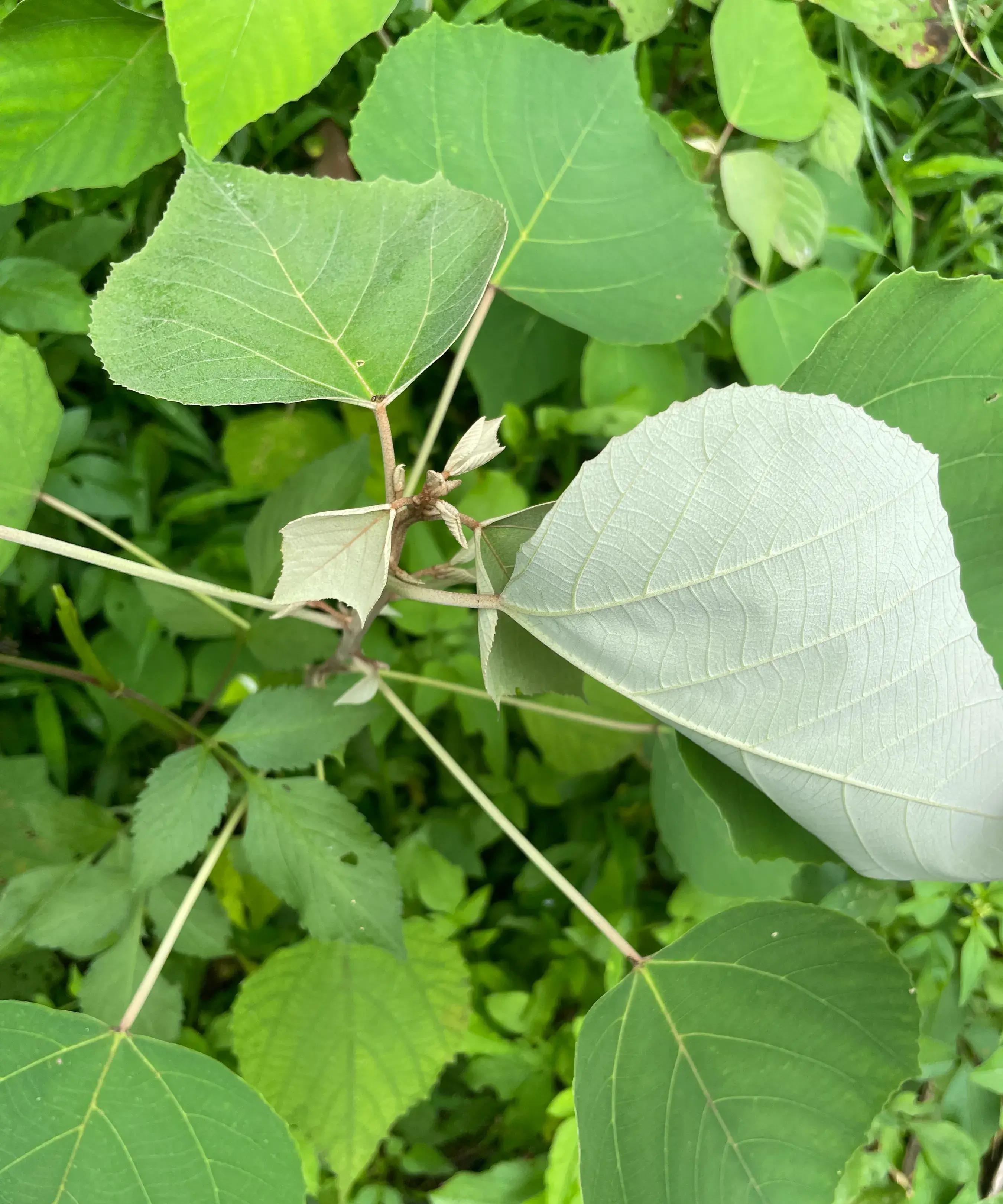 被称为"保肝树"的白背叶,也曾是穷苦人的救命粮