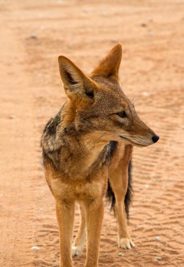 农村中传说的"扒狗子",到底是什么动物,为何如今消失不见?