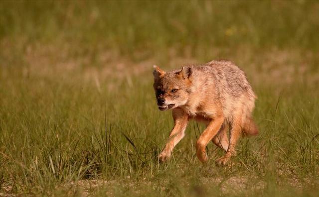 农村中传说的"扒狗子",到底是什么动物,为何如今消失不见?