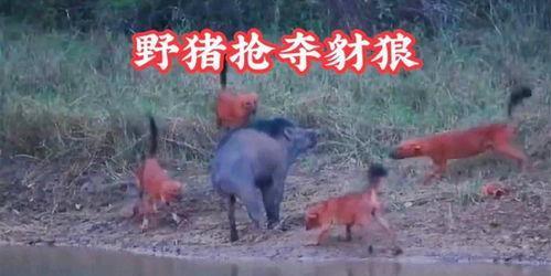 农村中传说的"扒狗子",到底是什么动物,为何如今消失不见?