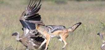 农村中传说的"扒狗子",到底是什么动物,为何如今消失不见?